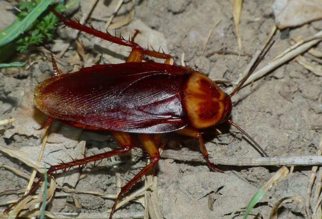 American cockroach (Periplaneta americana)