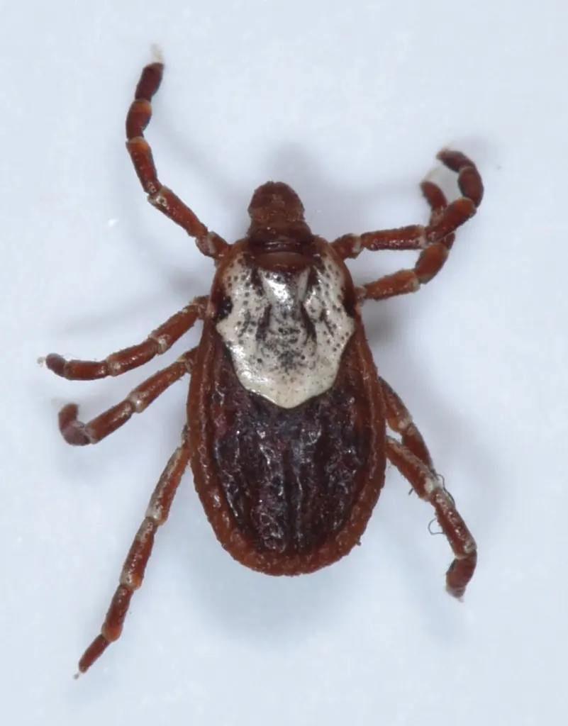American dog tick (Dermacentor variabilis)