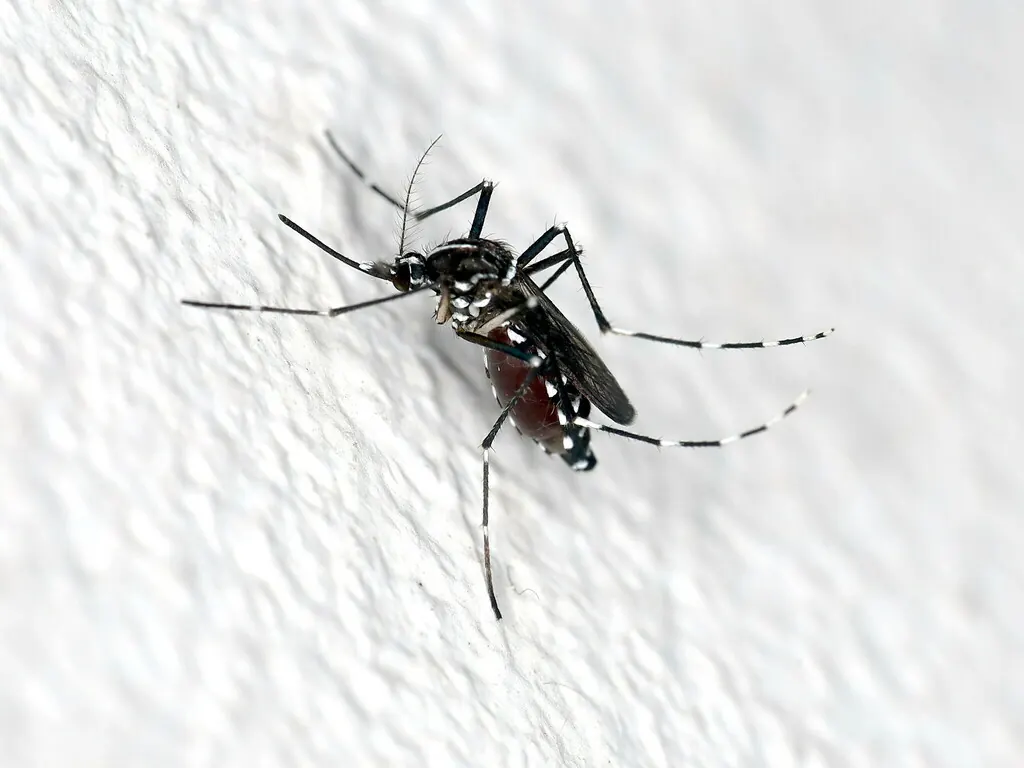 Aedes Mosquitoes