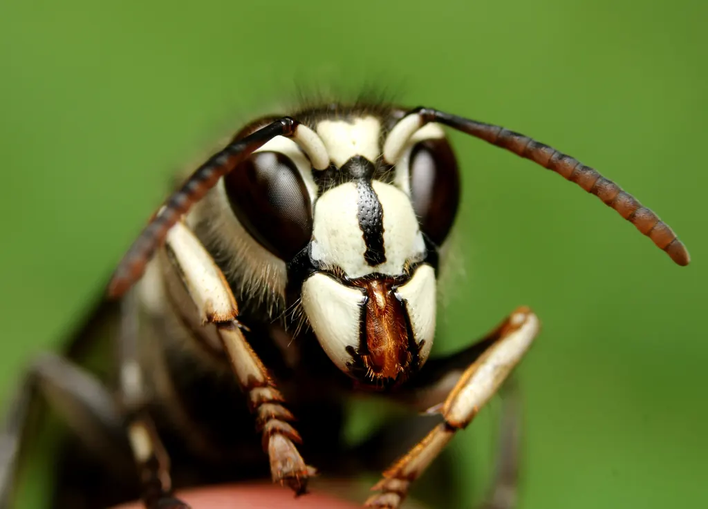 Bald-faced Hornets