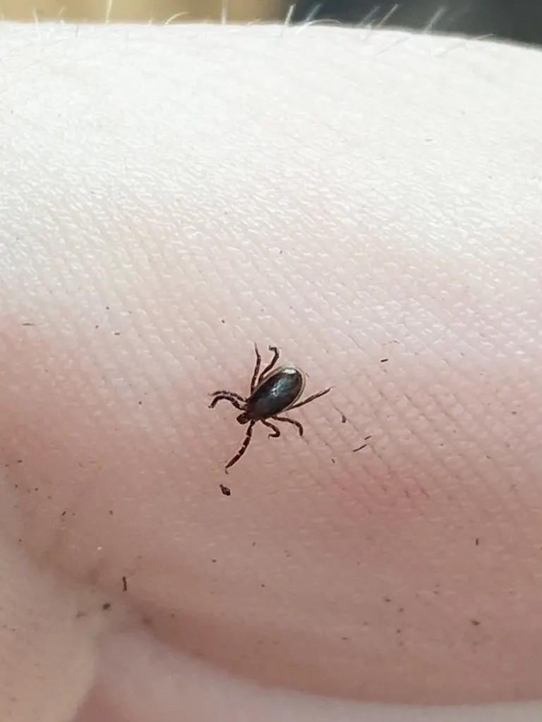 Blacklegged Ticks