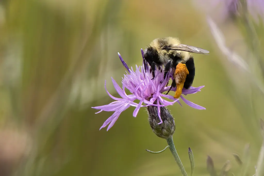 Bumble bee (Bombus species)