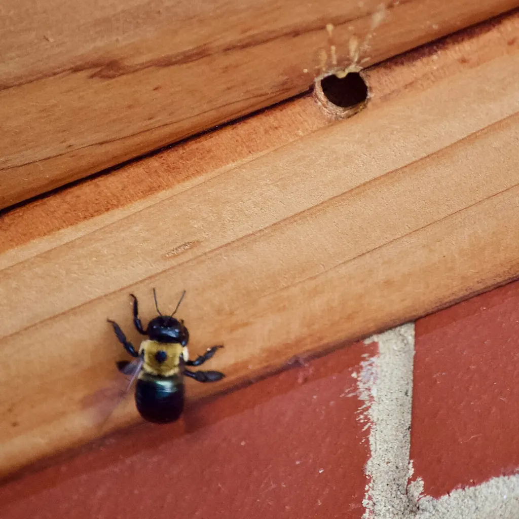 A carpenter bee at its round hole in wood
