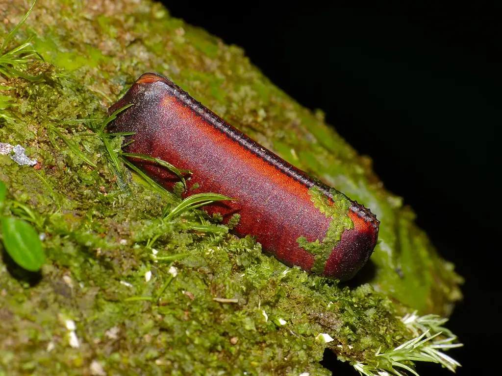 A cockroach egg case