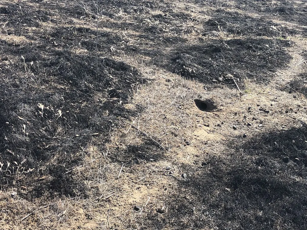 A rat burrow opening in bare soil