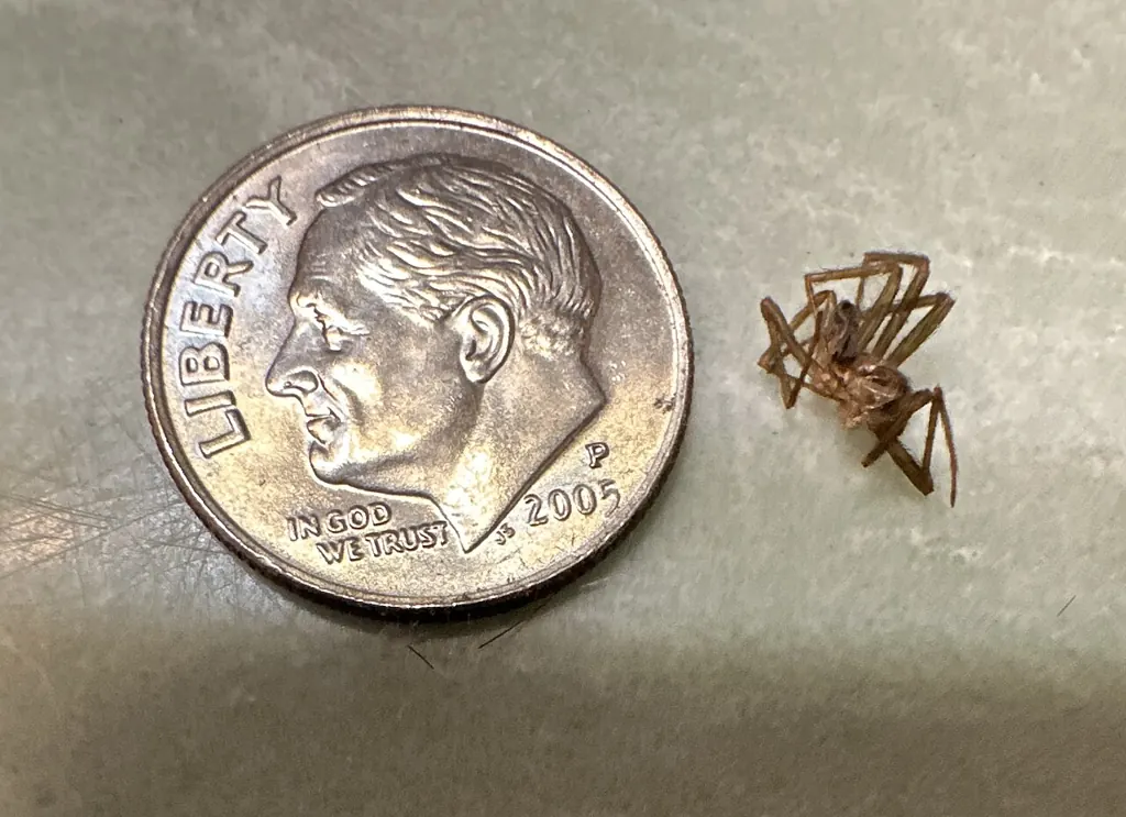 A recluse spider next to a dime for scale