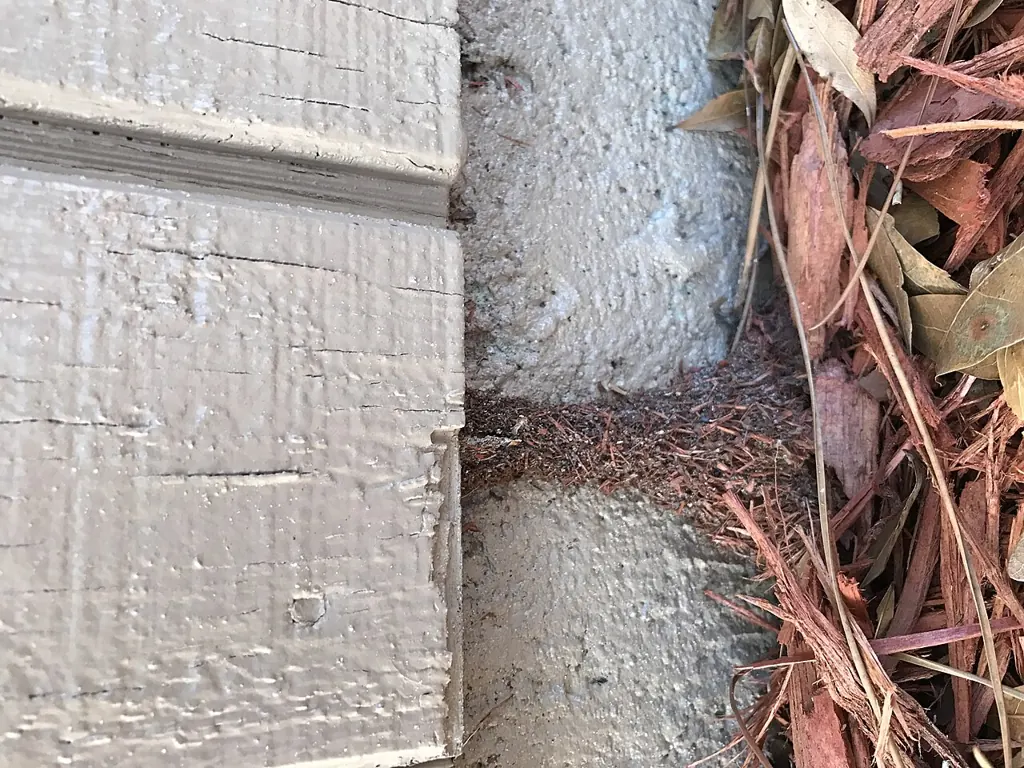 Termite mud tubes running up a foundation