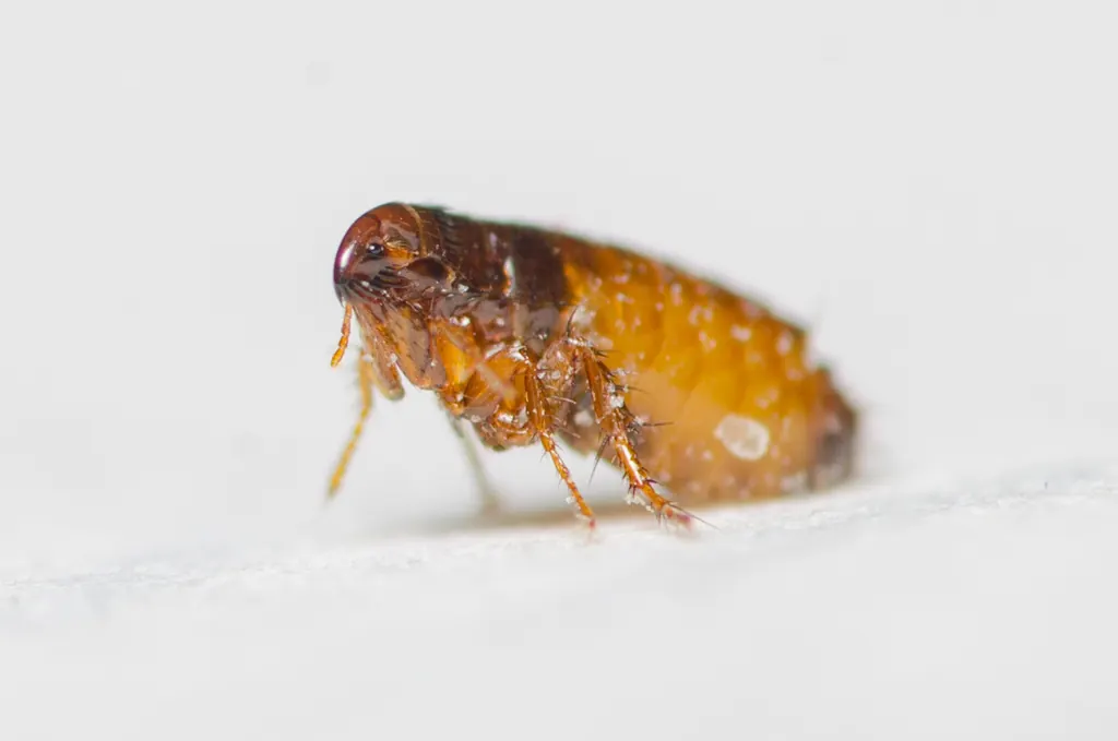 Fleas
