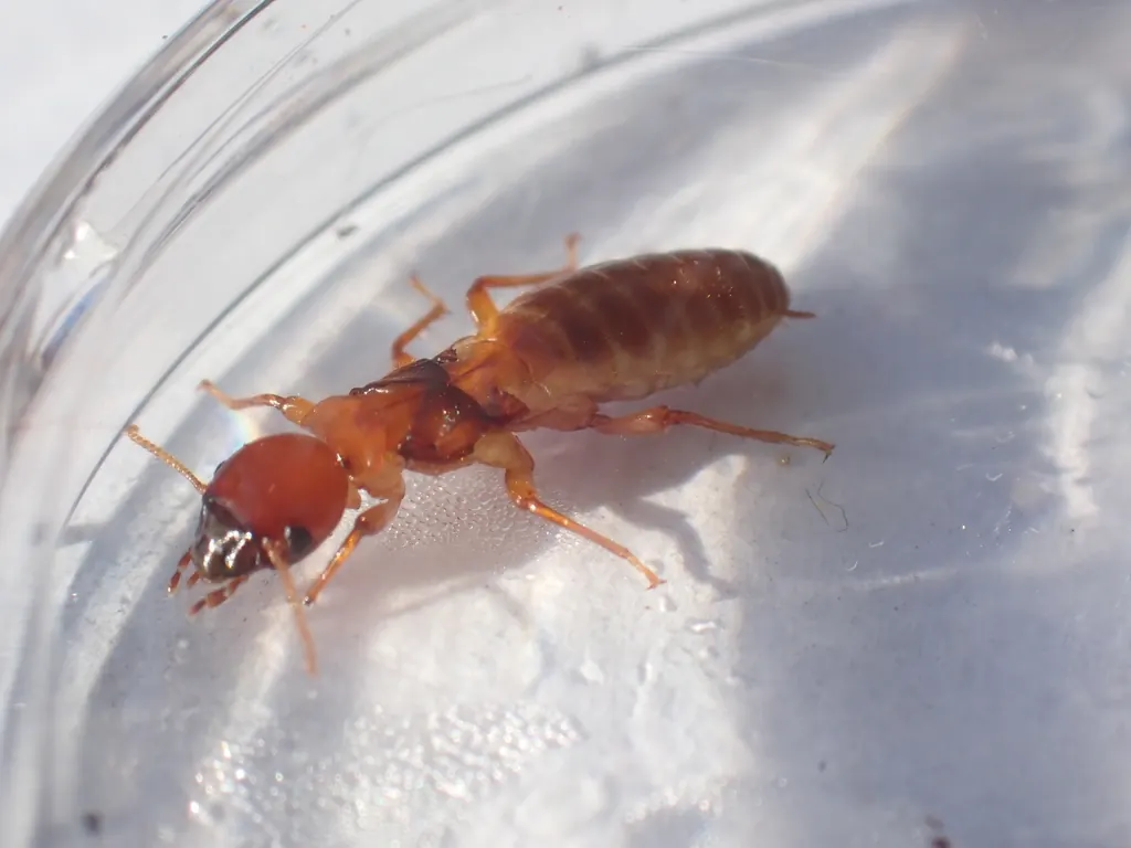 Dampwood termite (Zootermopsis angusticollis)