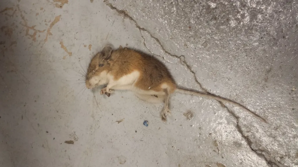 Deer Mice and Hantavirus