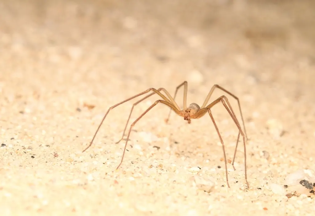 Desert recluse (Loxosceles deserta)