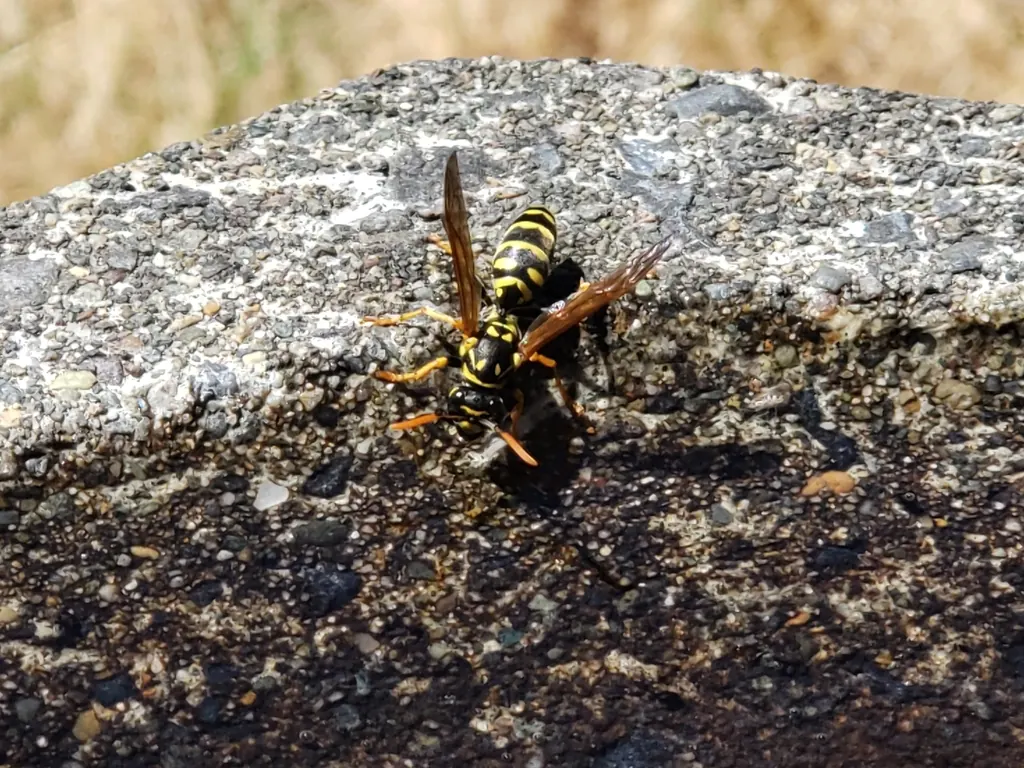 Paper Wasps