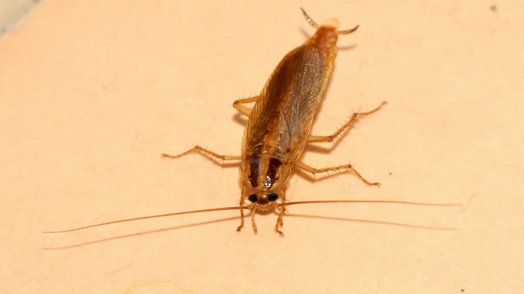 Cockroaches