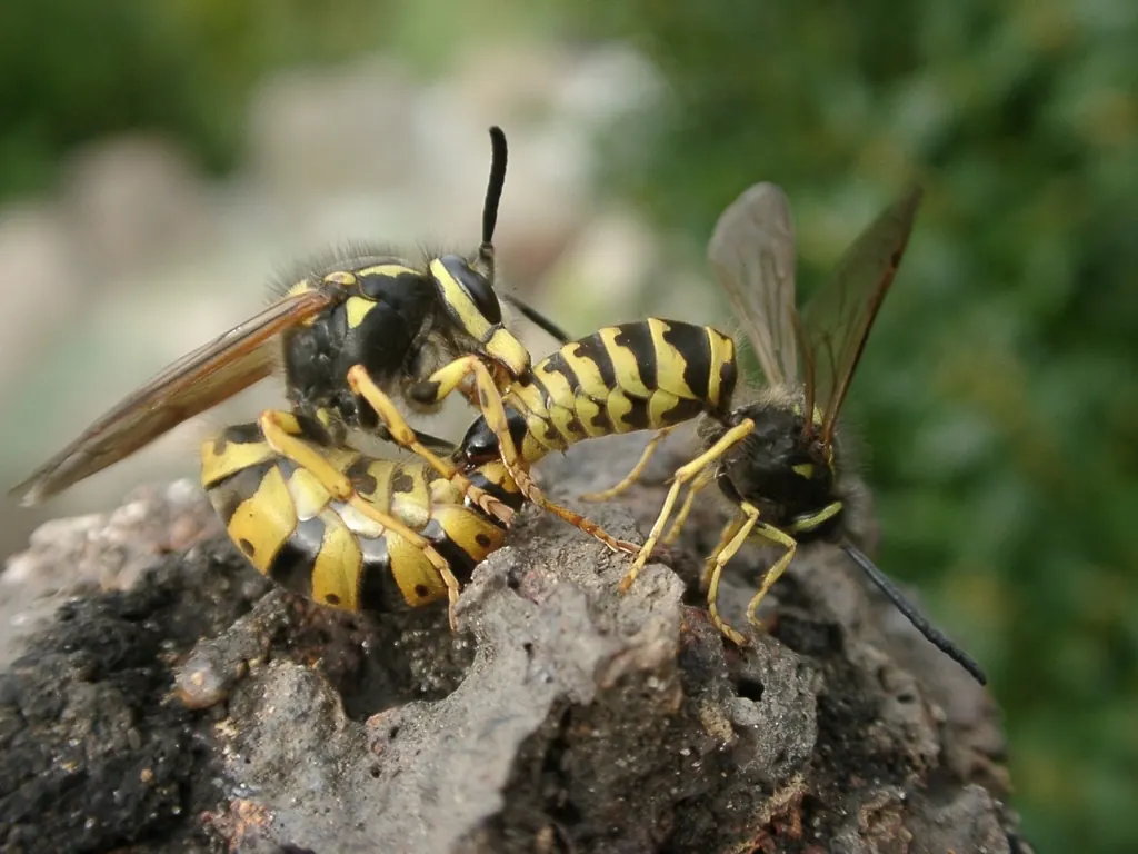 Bees, Wasps and Hornets