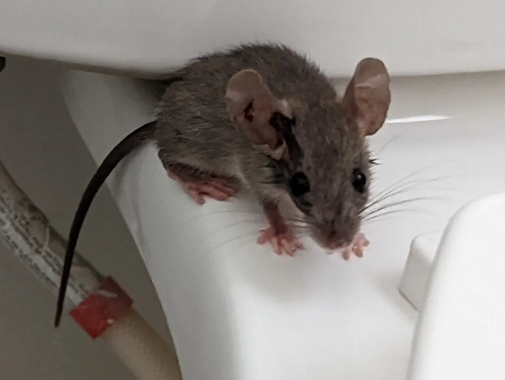 Mice and Rats