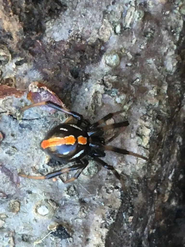 Northern black widow (Latrodectus variolus)
