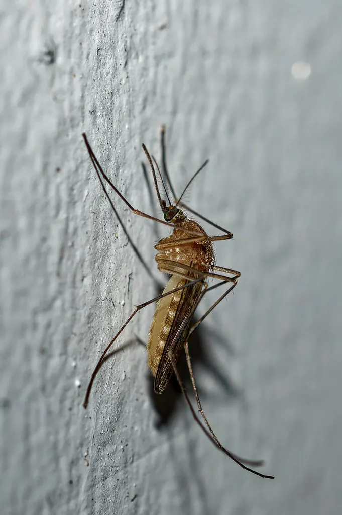 Northern house mosquito (Culex pipiens)