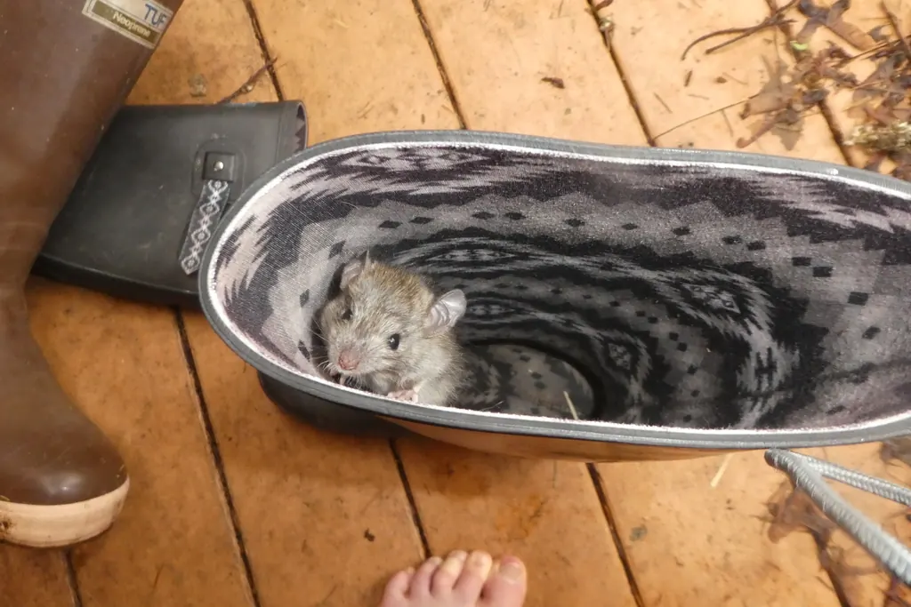 Norway rat (Rattus norvegicus)