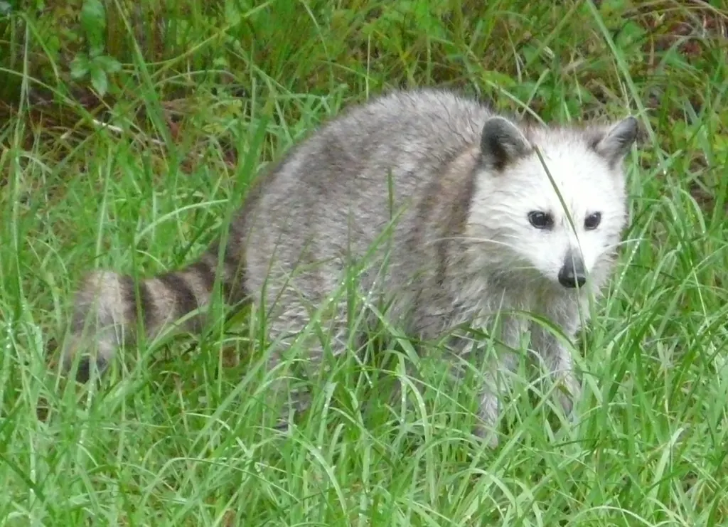Wildlife
