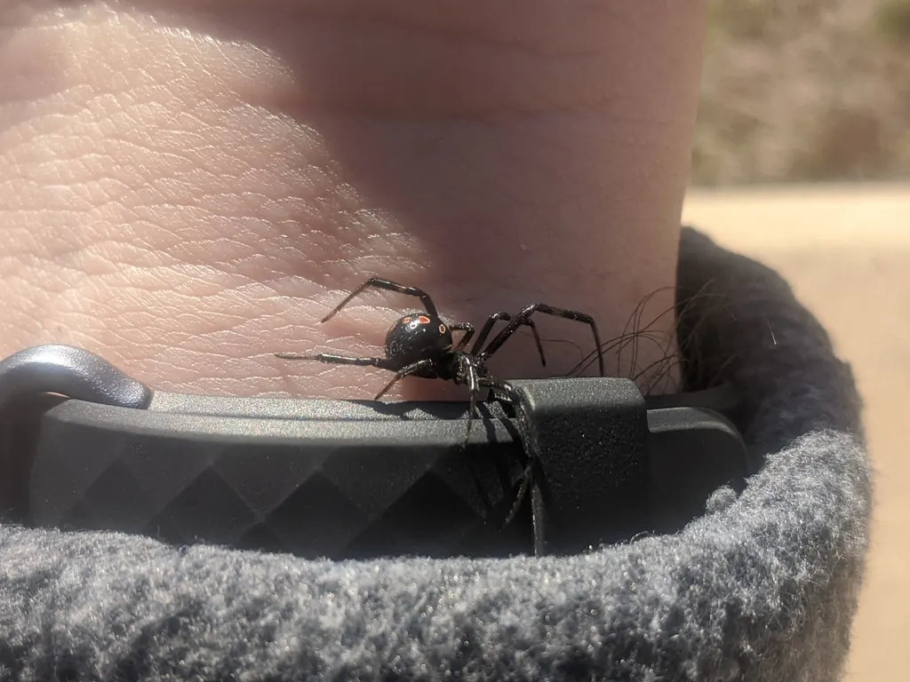 Southern black widow (Latrodectus mactans)