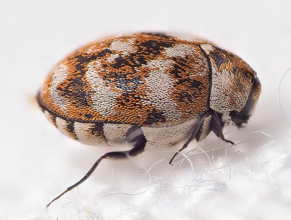 Carpet Beetles vs Bed Bugs