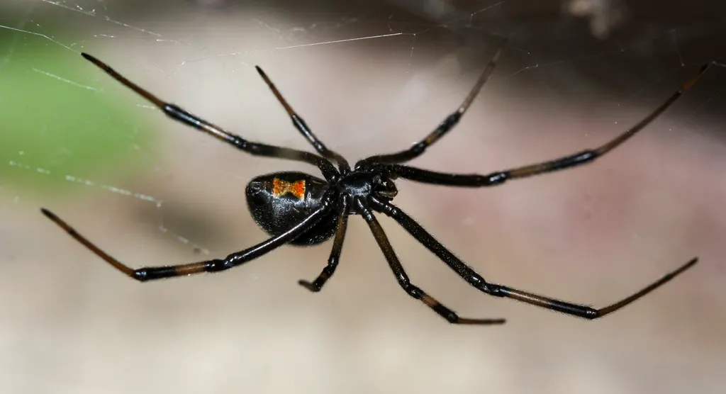 Spiders