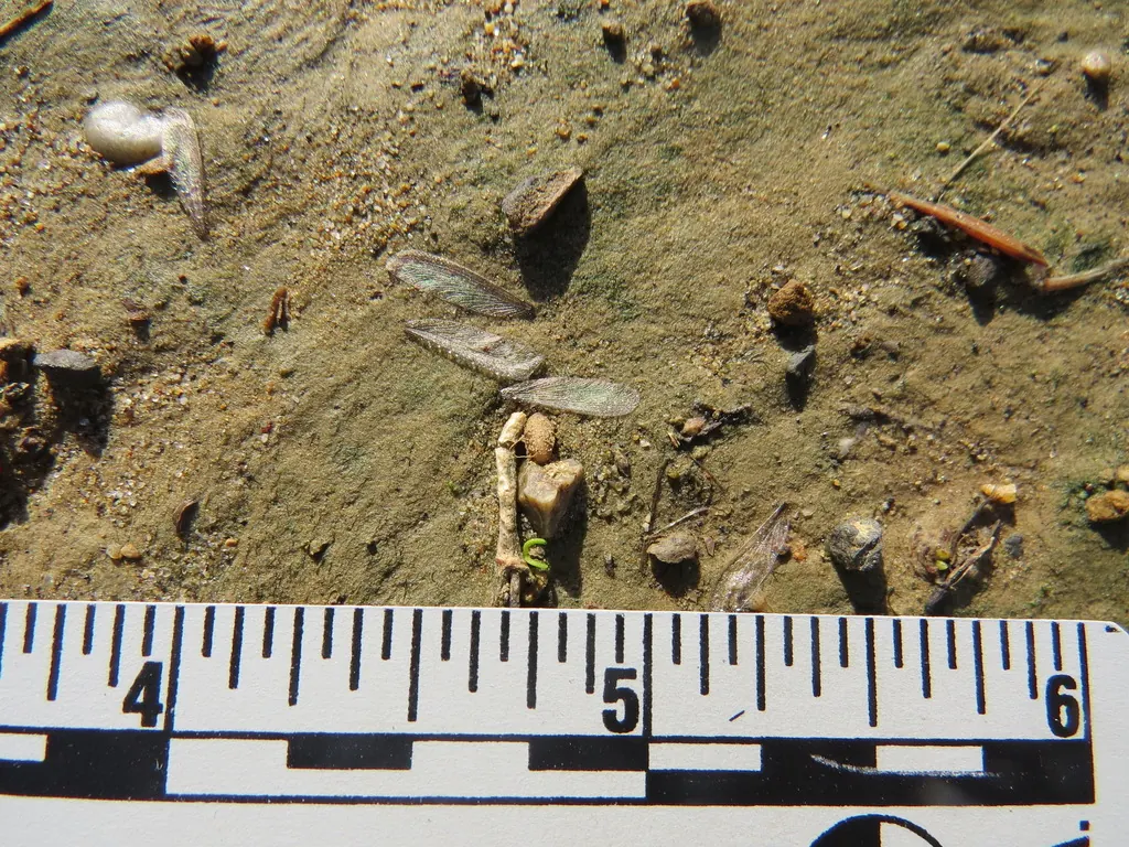 Western subterranean termite (Reticulitermes hesperus)