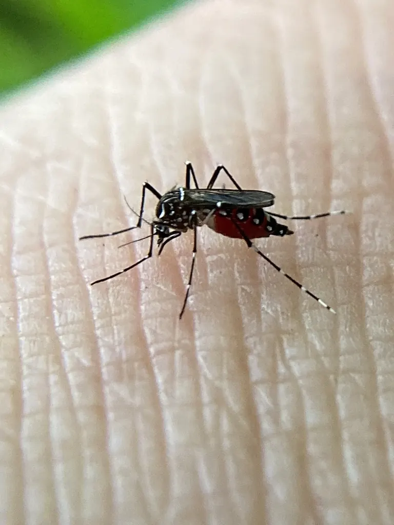 Yellow fever mosquito (Aedes aegypti)