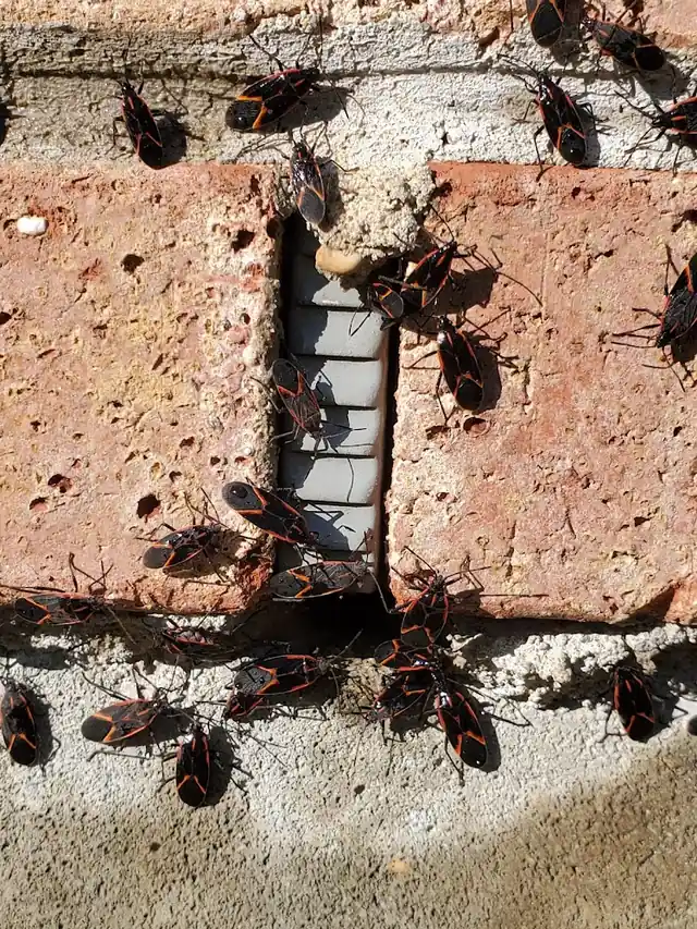 1 Stop Pest Control