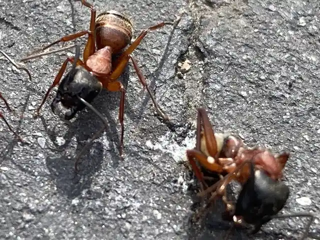A To Z Pest Control