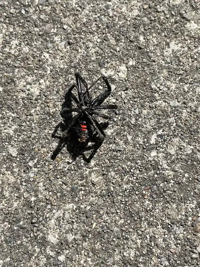 Acacia Pest Control