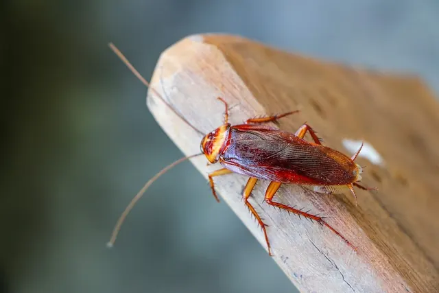 Access Better Pest Management