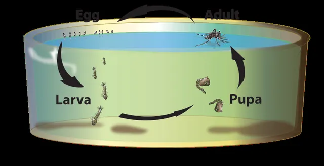 Acclaimed Pest Control Corporation