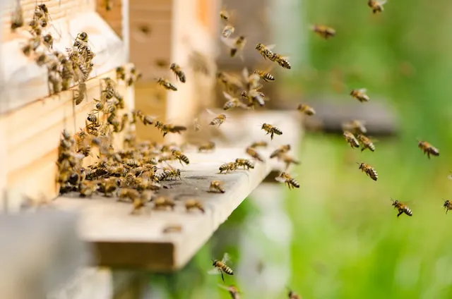 Accurate Termite and Pest Control Escondido Pest Control