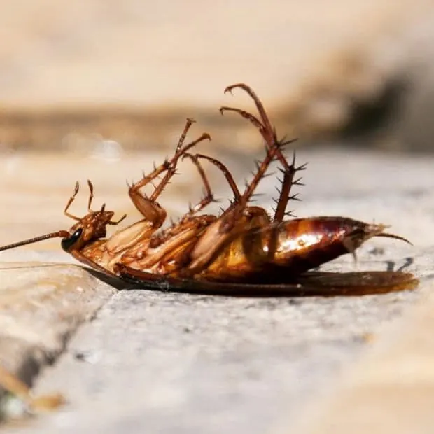 Advanced Pest Services