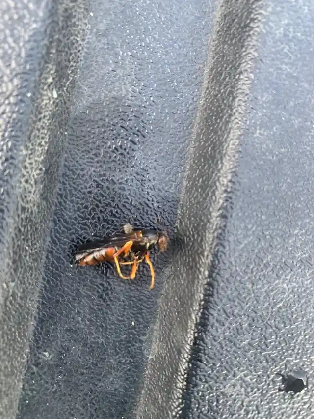 Advanced Pest Solutions