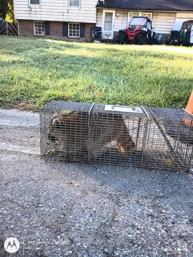 All Catch LLC nuisance wild animal control