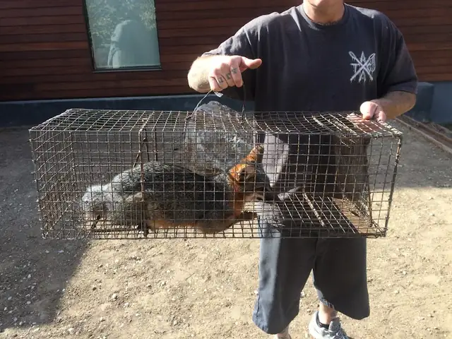 All City Animal Trapping