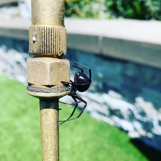 Allure Pest Management