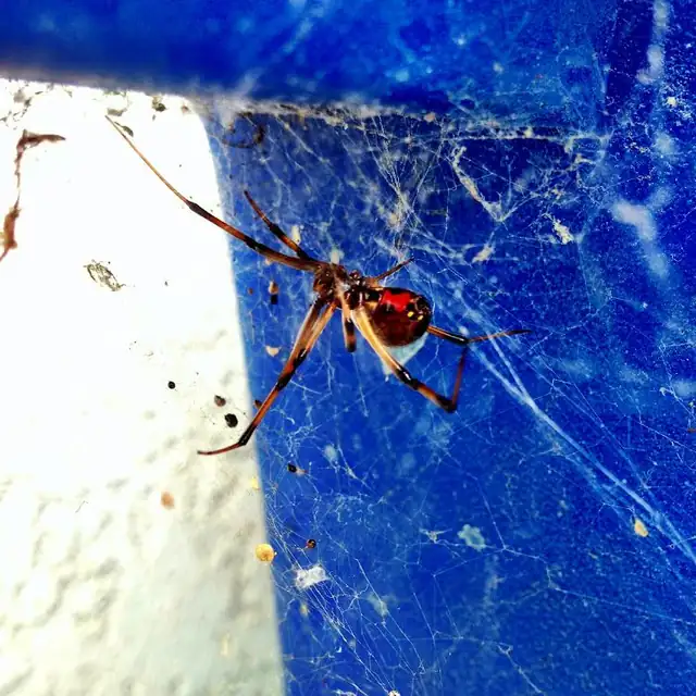 Already A Better Choice Termite & Pest Control, Inc.