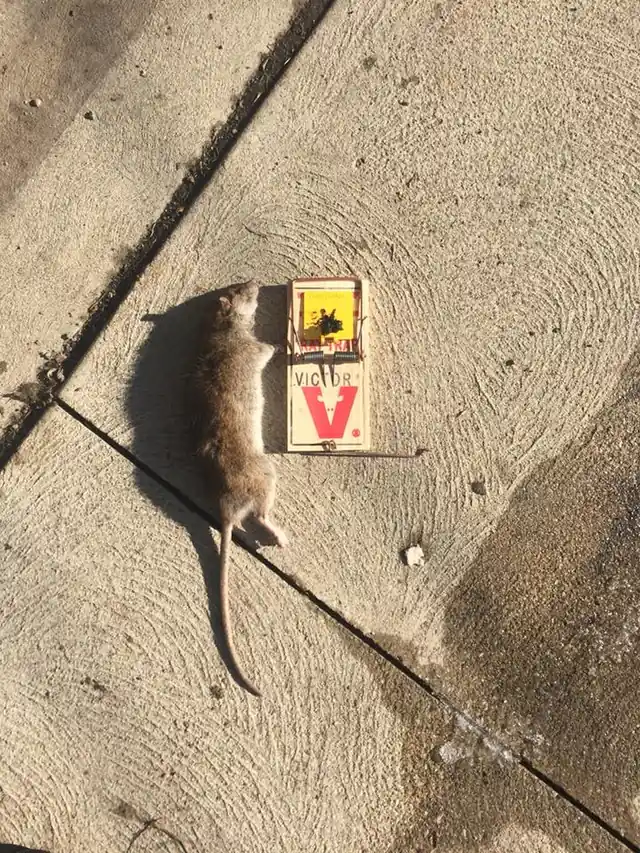 Animal Control Specialists, LLC