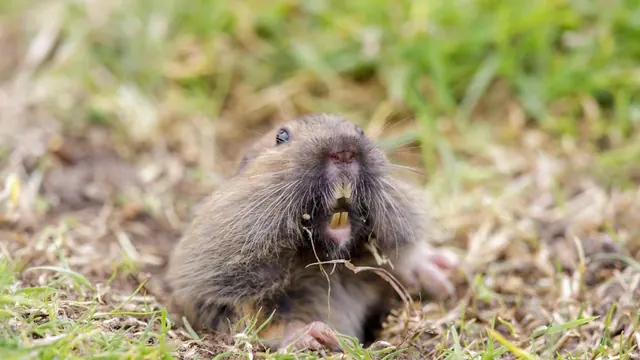 Apex Gopher and Pest Control