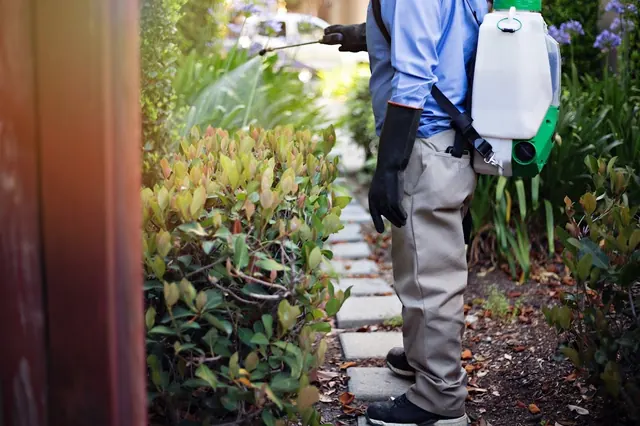 Armor Pest Solutions