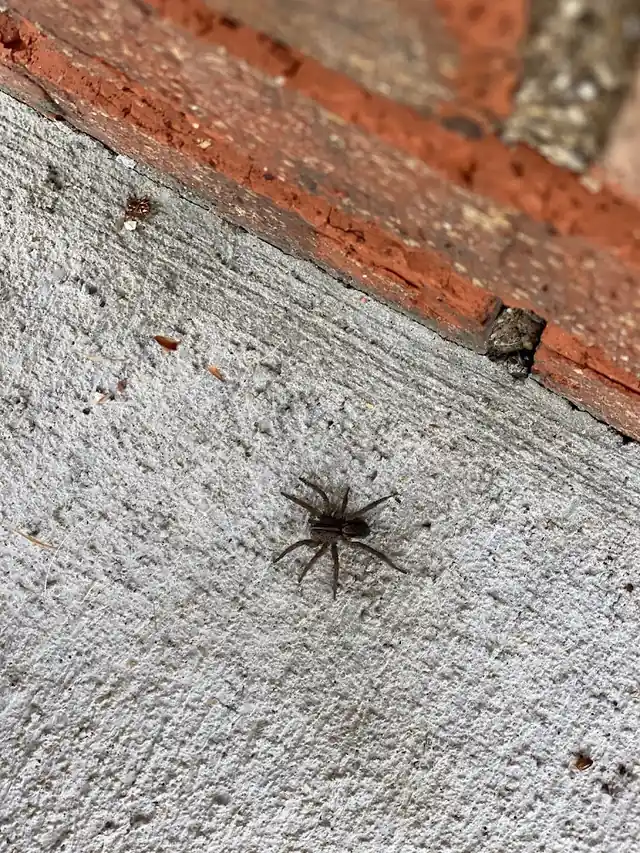 Asset Pest Management