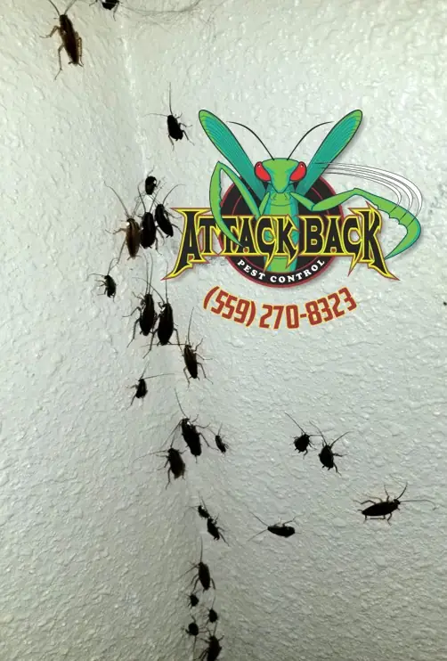 Attack Back Pest Control