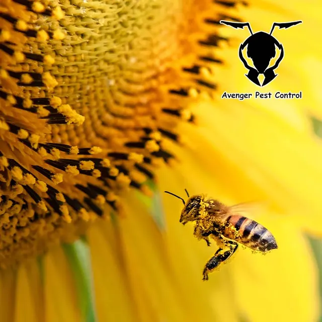 Avenger Pest Control