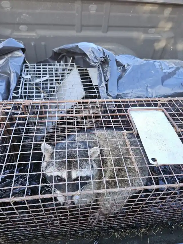 Bay Area Wildlife Service Gopher,Mole, Ground Squirrel Control