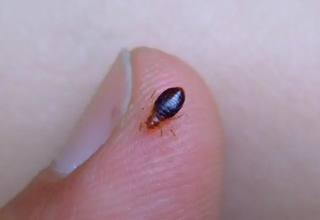 Bed Bug Exterminator San Francisco