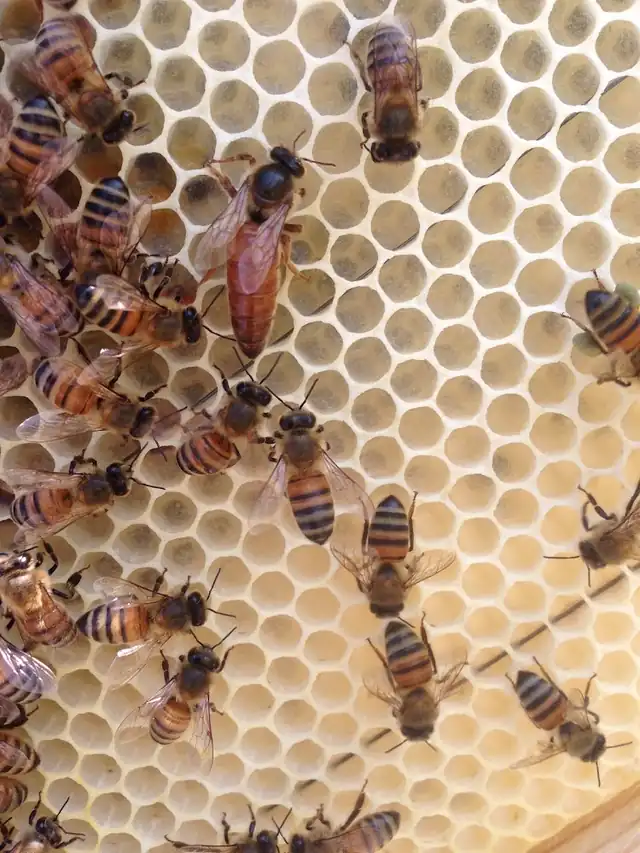 Bee Life Bee Removals