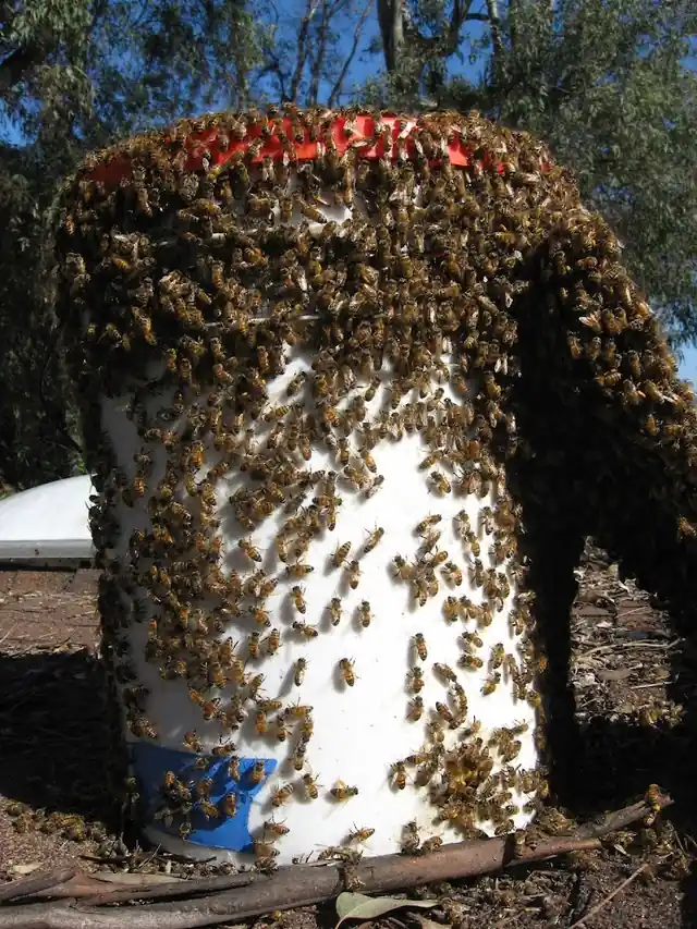 Bee Safe San Diego